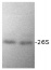 DS5a | Drosophila 26S proteasome subunit Rpn10